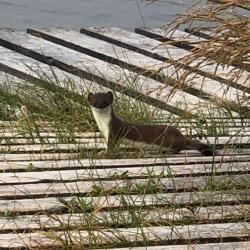 Ermines are a type of weasel.  This one was very curious about us and was running in and out of the boardwalk planks.