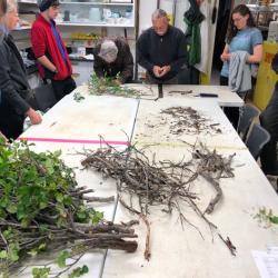 Making headway.  Plants are divded by live and dead wood.  New and old wood are also identified and sorted.  Most of the plant matter here is either a willow species or alder.