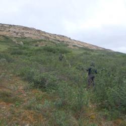 Dr. Bret-Harte and Emily Reast measure the size of a site that we will harvest plants from in the coming days