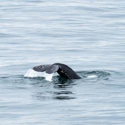 Gray Whale fluke. (Courtesy of Lindsey Leigh Graham)