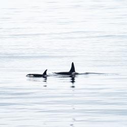 Orca whales from the Healy (Courtesy of Lindsey Leigh Graham)