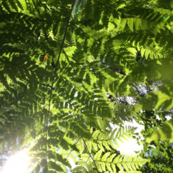 Sun through ferns