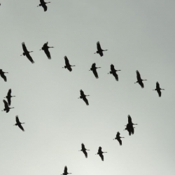 Birds silhouetted against the sky