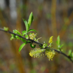 Branch with leafbuds and fuzzy flowers