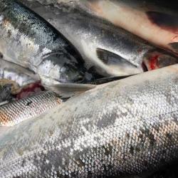 Wild Alaskan sockeye salmon