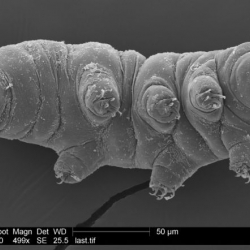 A tardigrade strikes a pose for the microscope. Image: © Byron Adams