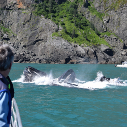 Humpback Whales Surfacing