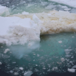 Algae causes some icebergs to appear yellowish-green