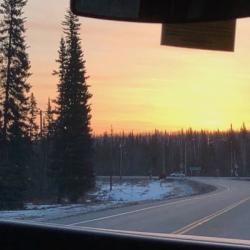 Boreal forest on the drive to UAF