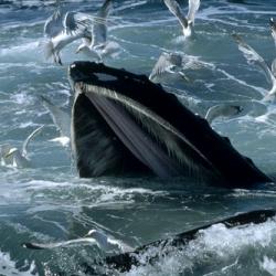 Humpback whale