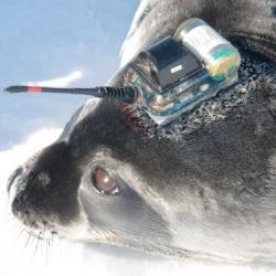 Weddell seal with satellite tag