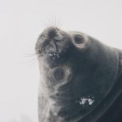 Weddell seal eyes