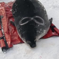 Marking the seal