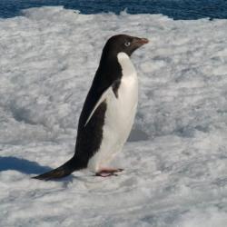 Adelie penguin