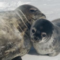 Mom and pup on the ice