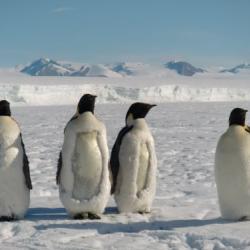 Emperor penguins molting