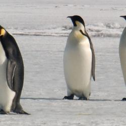 Emperor penguins