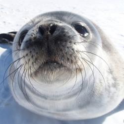 Seal selfie