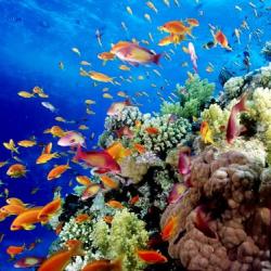 Great Barrier Reef 