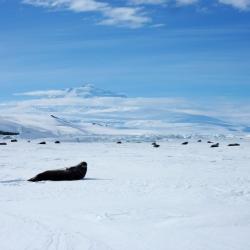 Seals on ice