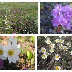 Flowers near Atigun RIver