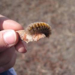 Arctic caterpillar