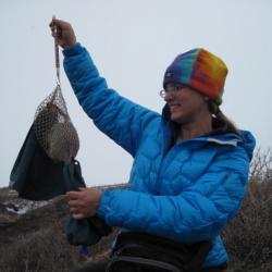 Arcric ground squirrel in handling bag