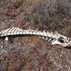 caribou bones