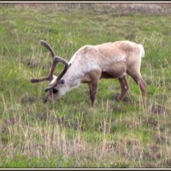 caribou