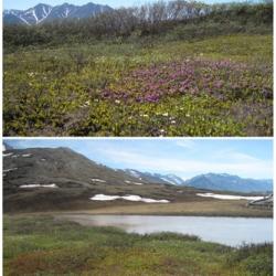 spring on tundra