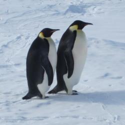 Two Emperor Penguins