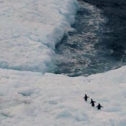 Adelie penguins on an iceberg