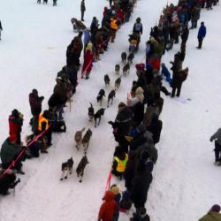 Start of the Yukon Quest Race