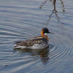 Red necked phalarope