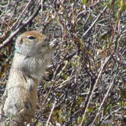 Ground squirrel eating buds