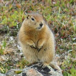 ground squirrel