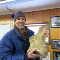 A mammoth scapula