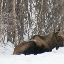 this moose cow was just chillin' near the road.