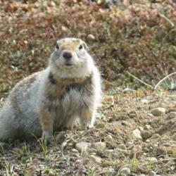 Collared squirrel