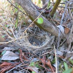 sparrow hatchling