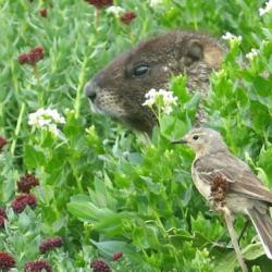 Marmot and Pipit