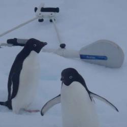 Adelie Penguins Near Our EM Profiler