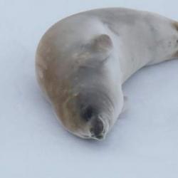 Crabeater Seal