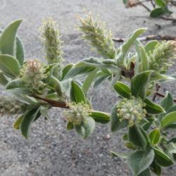 Salix glauca