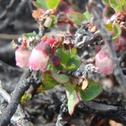 Vaccinium uliginosum flower