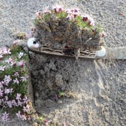 Dissecting a cushion plant