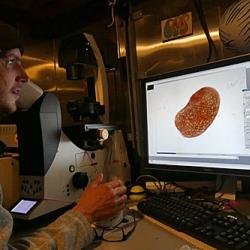 Kyle Dilliplaine studying Acoela flatworm