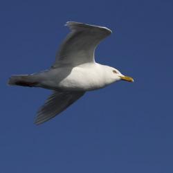 Glaucous Gull