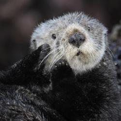 Sea Otter Grooming