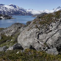 Dwarf Juniper Clings to Boulder above Skjoldungensund, Greenland